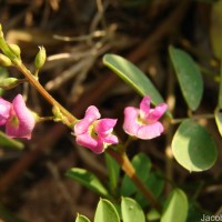 Tephrosia purpurea (L.) Pers.